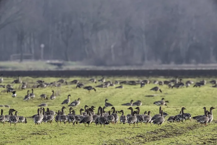 Framed Print : Bean geese (Anser fabalis), Emsland Framed Print : Bean geese (Anser fabalis), Emsland