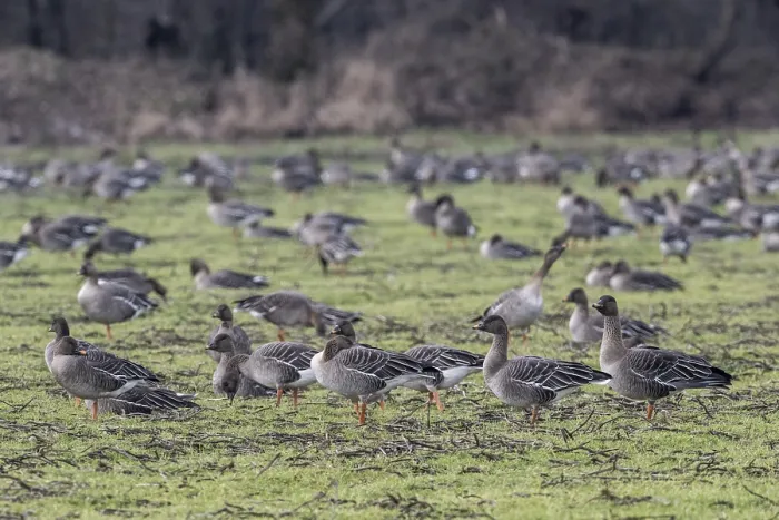 Framed Print : Bean geese (Anser fabalis), Emsland Framed Print : Bean geese (Anser fabalis), Emsland