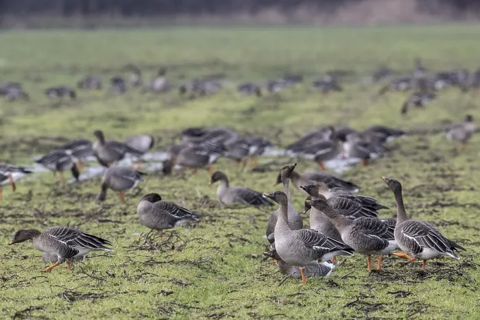 Framed Print : Bean geese (Anser fabalis), Emsland