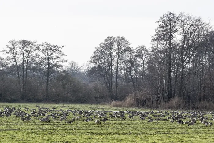 Framed Print : Bean geese (Anser fabalis), Emsland Framed Print : Bean geese (Anser fabalis), Emsland
