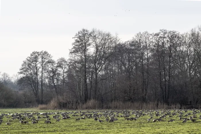 Framed Print : Bean geese (Anser fabalis), Emsland Framed Print : Bean geese (Anser fabalis), Emsland
