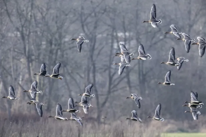 Framed Print : Bean geese (Anser fabalis), Emsland Framed Print : Bean geese (Anser fabalis), Emsland