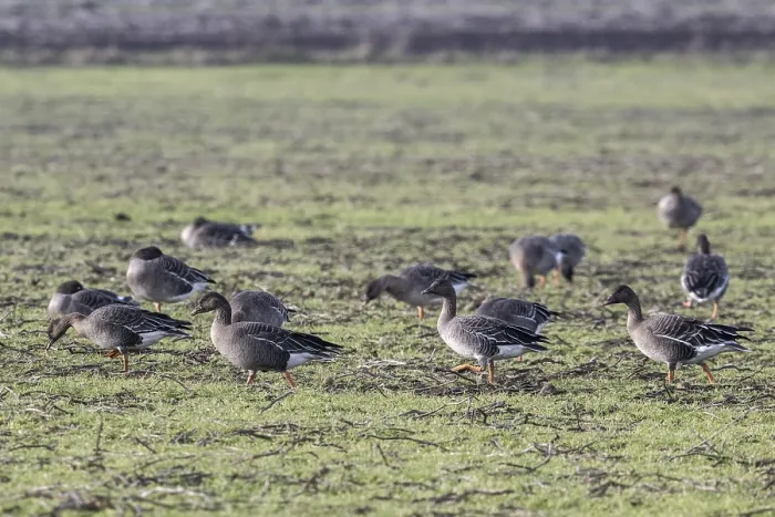 Framed Print : Bean geese (Anser fabalis), Emsland Framed Print : Bean geese (Anser fabalis), Emsland
