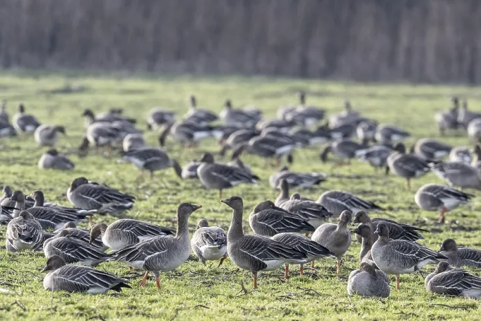 Framed Print : Bean geese (Anser fabalis), Emsland Framed Print : Bean geese (Anser fabalis), Emsland