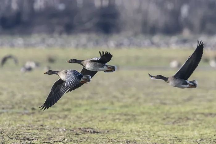 Framed Print : Bean geese (Anser fabalis), Emsland