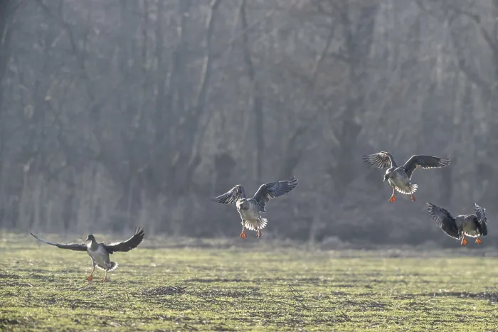 Framed Print : Bean geese (Anser fabalis), Emsland Framed Print : Bean geese (Anser fabalis), Emsland