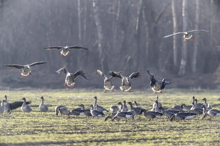 Framed Print : Bean geese (Anser fabalis), Emsland