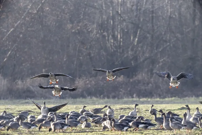 Framed Print : Bean geese (Anser fabalis), Emsland