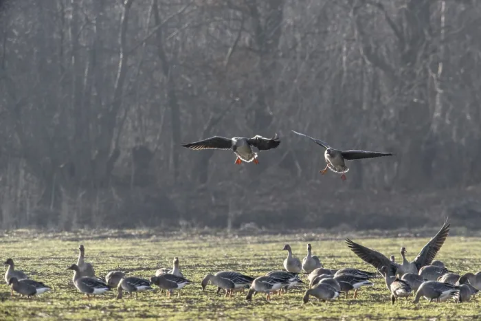 Framed Print : Bean geese (Anser fabalis), Emsland