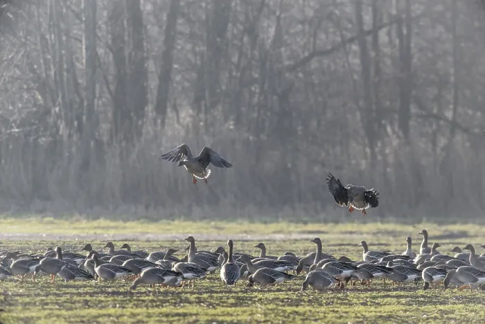 Framed Print : Bean geese (Anser fabalis), Emsland Framed Print : Bean geese (Anser fabalis), Emsland
