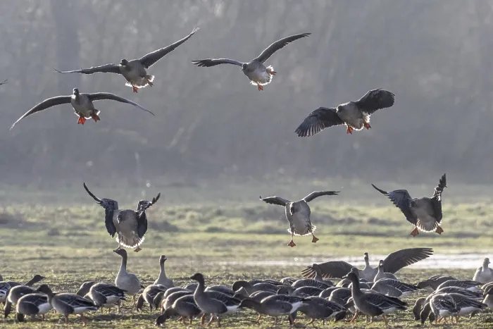 Framed Print : Bean geese (Anser fabalis), Emsland Framed Print : Bean geese (Anser fabalis), Emsland