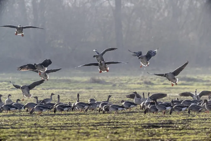 Framed Print : Bean geese (Anser fabalis), Emsland