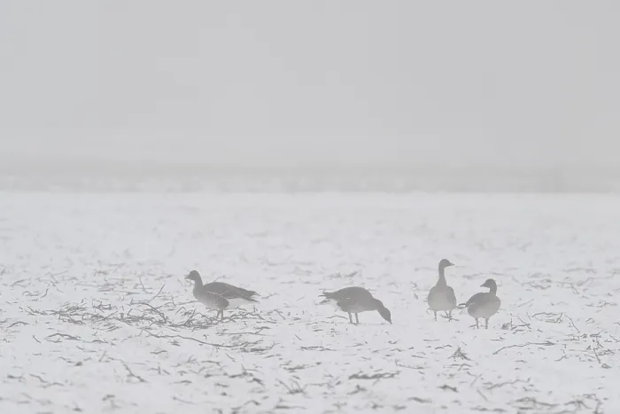 Framed Print : Bean geese (Anser fabalis) in the snow Framed Print : Bean geese (Anser fabalis) in the snow