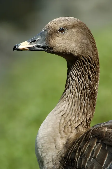 Framed Print : Bean Goose (Anser fabalis), lateral, side