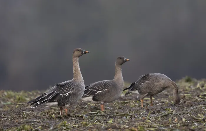 Framed Print : Bean goose (Anser fabalis), Texel, Netherlands