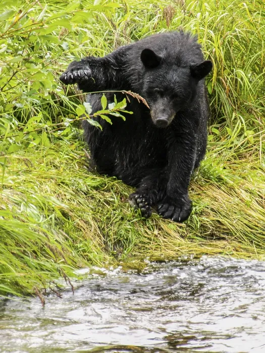 Framed Print : Bear, Alaska