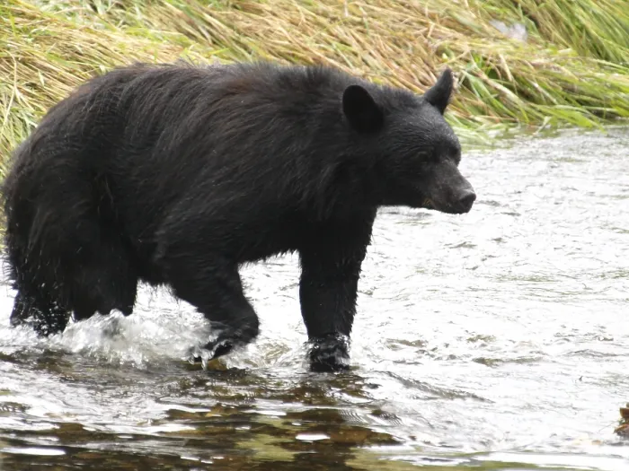 Framed Print : Bear, Alaska