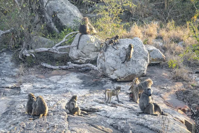 Framed Print : Bear baboons (Papio ursinus), group on stones on the riverbank