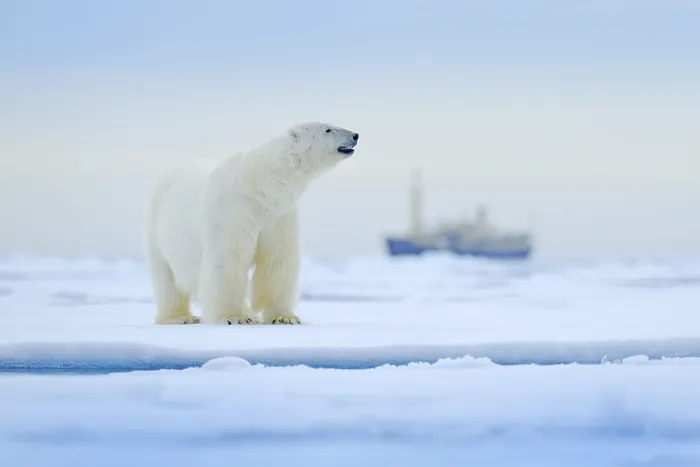 Framed Print : Bear and boat. Polar bear on drifting ice with snow Framed Print : Bear and boat. Polar bear on drifting ice with snow