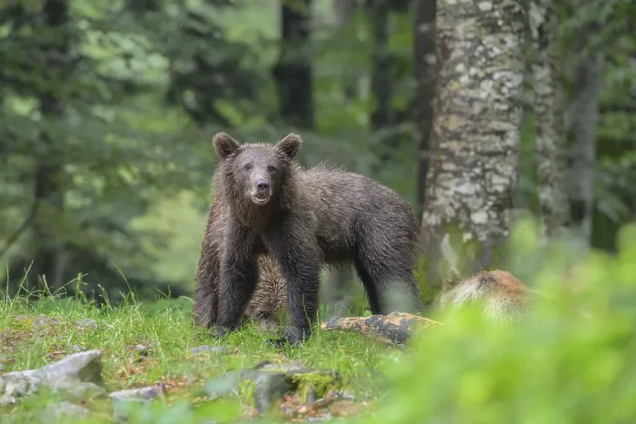 Framed Print : A bear cub stands in the forest