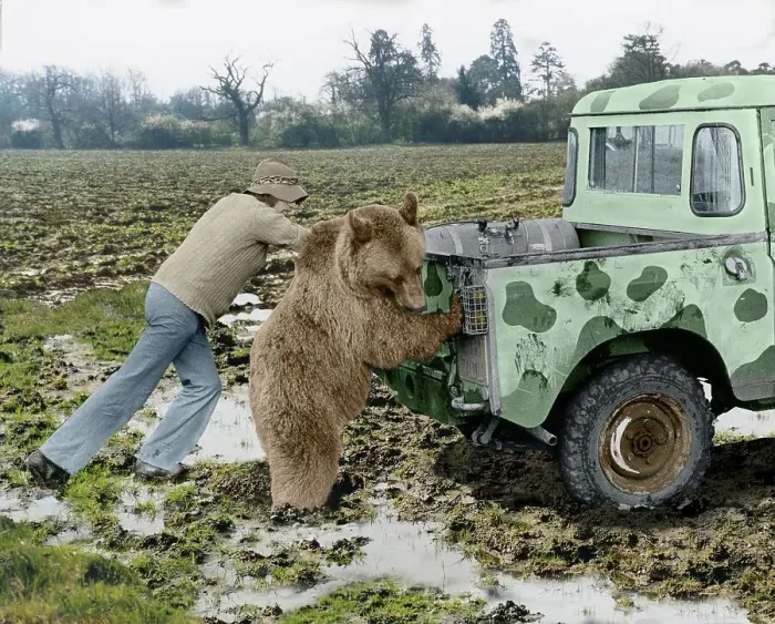 Framed Print : Bear pushes a car with two men