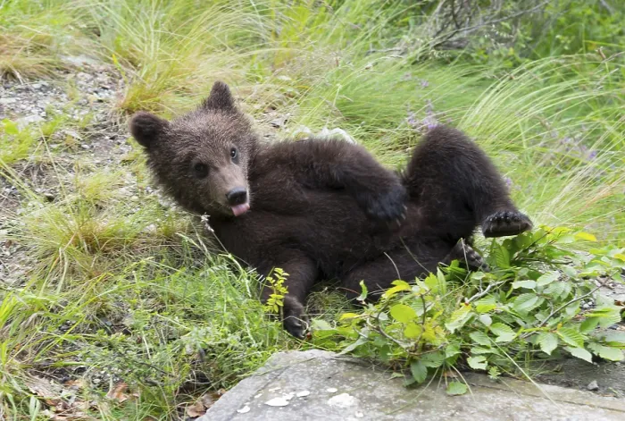 Framed Print : A bear young lying relaxed on its back on grass in a forest scene Framed Print : A bear young lying relaxed on its back on grass in a forest scene