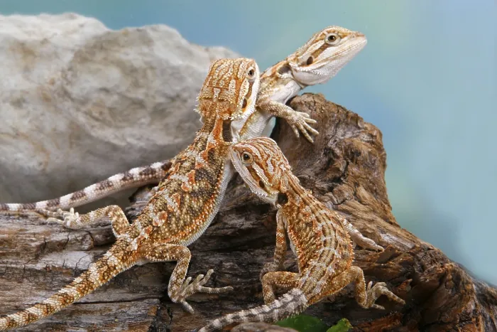 Framed Print : Bearded Dragons, semiadult (Pogona vitticeps)