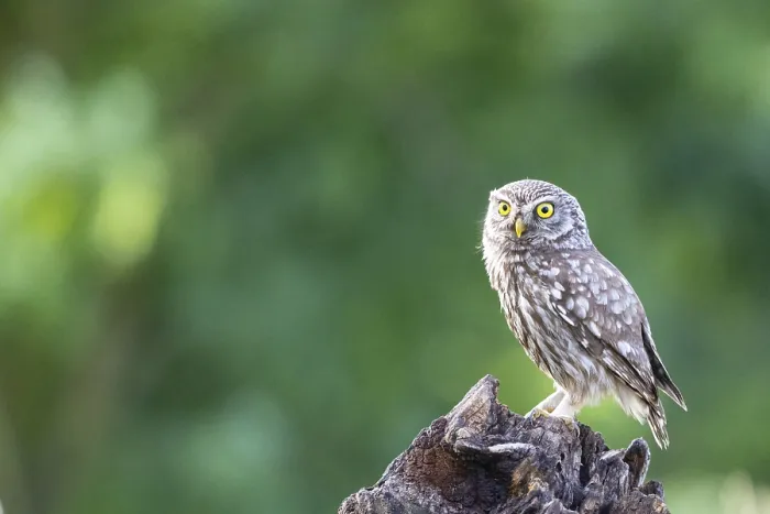 Framed Print : Bearded owl, Little Owl (Athene noctua) Hungary