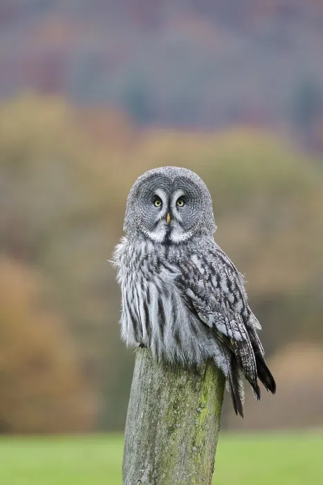 Framed Print : Bearded Owl, Strix nebulosa, Great Grey Owl Framed Print : Bearded Owl, Strix nebulosa, Great Grey Owl