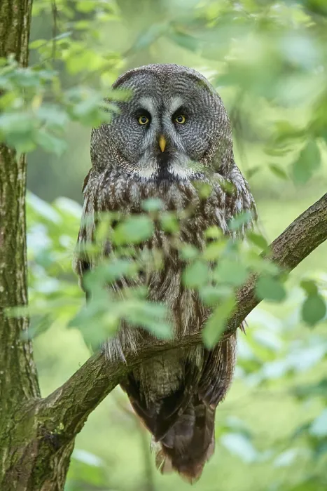 Framed Print : Bearded owl (Strix nebulosa), sitting quietly on a branch and observing