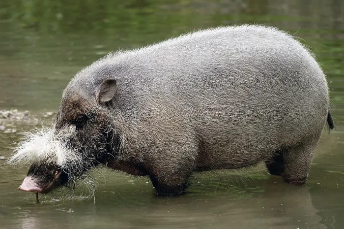Framed Print : Bearded Pig (Sus barbatus), side