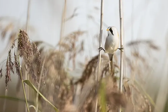 Framed Print : Bearded reedling (Panurus biarmicus)