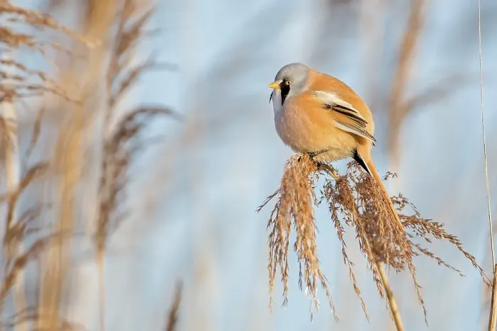 Framed Print : Bearded Reedling (Panurus biarmicus) Framed Print : Bearded Reedling (Panurus biarmicus)