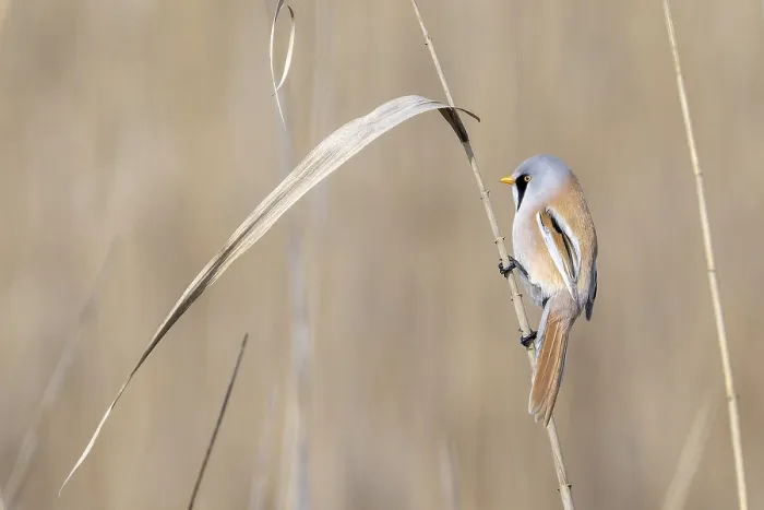 Framed Print : Bearded reedling (Panurus biarmicus)
