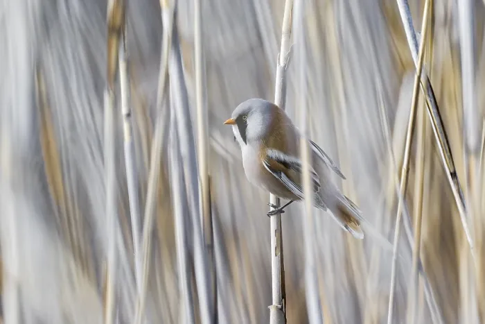 Framed Print : Bearded reedling (Panurus biarmicus) Framed Print : Bearded reedling (Panurus biarmicus)