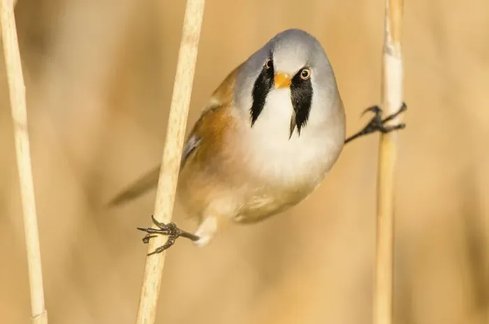 Framed Print : Bearded reedling (Panurus biarmicus) does the splits