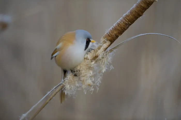 Framed Print : Bearded Reedling (Panurus biarmicus) male feeding on cattail seed