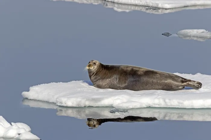 Framed Print : Bearded seal (Erignathus barbatus) on an ice floe