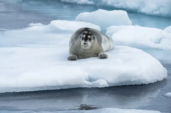 Framed Print : Bearded Seal (Erignathus barbatus) laying on pack ice
