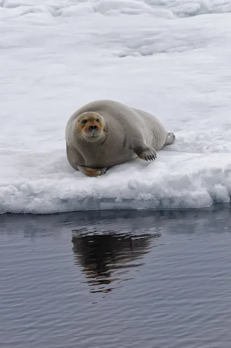 Framed Print : Bearded Seal (Erignathus barbatus) laying on pack ice