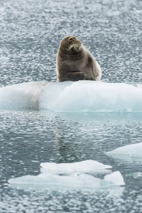 Framed Print : Bearded seal (Erignathus barbatus) on pack ice