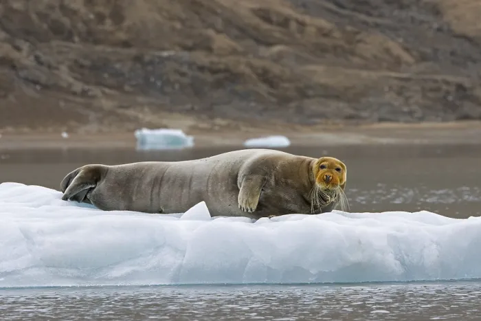 Framed Print : Bearded seal (Erignathus barbatus) resting on ice floe along the coast of Svalbard