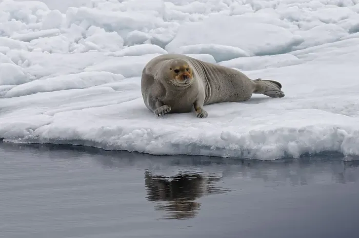 Framed Print : Bearded Seal (Erignathus barbatus) stretching on pack ice Framed Print : Bearded Seal (Erignathus barbatus) stretching on pack ice