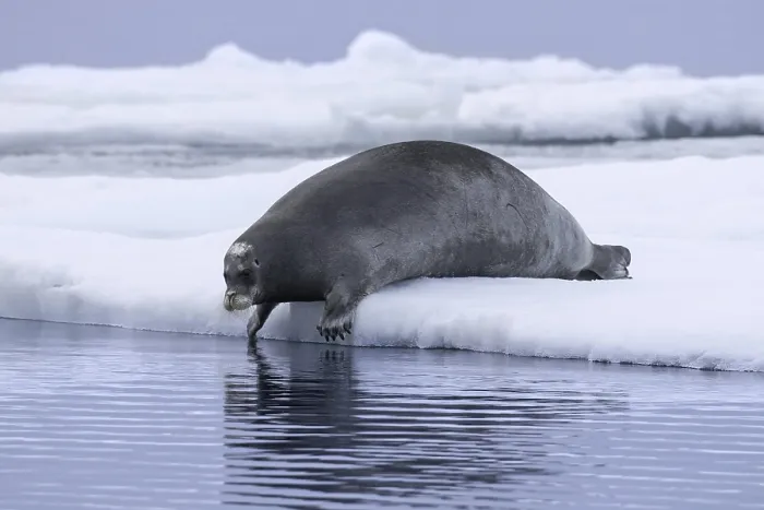 Framed Print : Bearded seal, square flipper seal (Erignathus barbatus) resting on ice floe in the Arctic Ocean at Svalbard