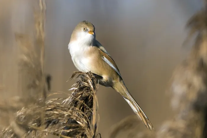 Framed Print : Bearded tit (Panurus biarmicus)