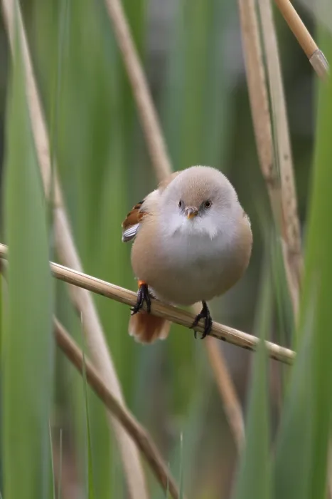 Framed Print : Bearded Tit (Panurus biarmicus) close up in the wild