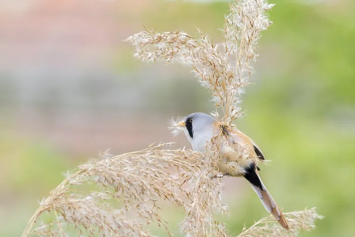 Framed Print : Bearded Tit (Panurus biarmicus) close up in the wild
