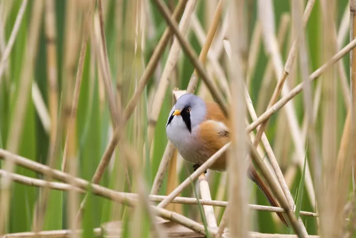 Framed Print : Bearded Tit (Panurus biarmicus) close up in the wild Framed Print : Bearded Tit (Panurus biarmicus) close up in the wild