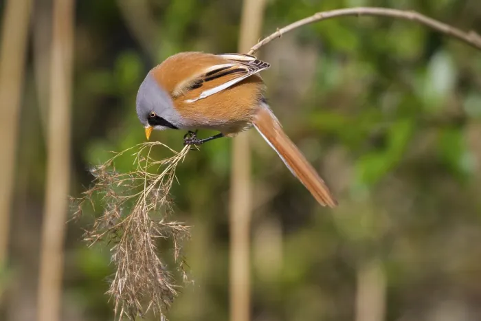 Framed Print : Bearded Tit (Panurus biarmicus) close up in the wild
