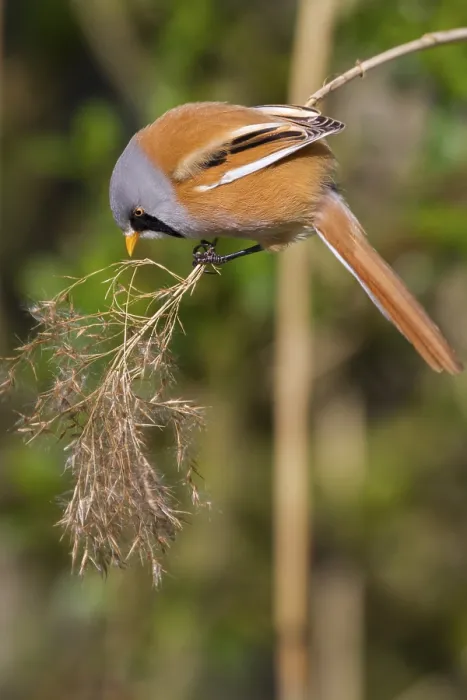 Framed Print : Bearded Tit (Panurus biarmicus) close up in the wild Framed Print : Bearded Tit (Panurus biarmicus) close up in the wild